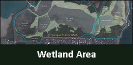 WetlandArea.jpg