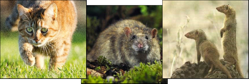 Photos of a cat, rat and mongoose Photos of a cat, rat and mongoose