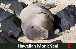 Photo of a Hawaiian Monk Seal