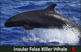 Photo of a False Killer Whale