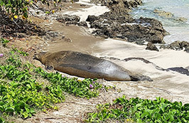 Photo of a Hawaiian Monk Seal.