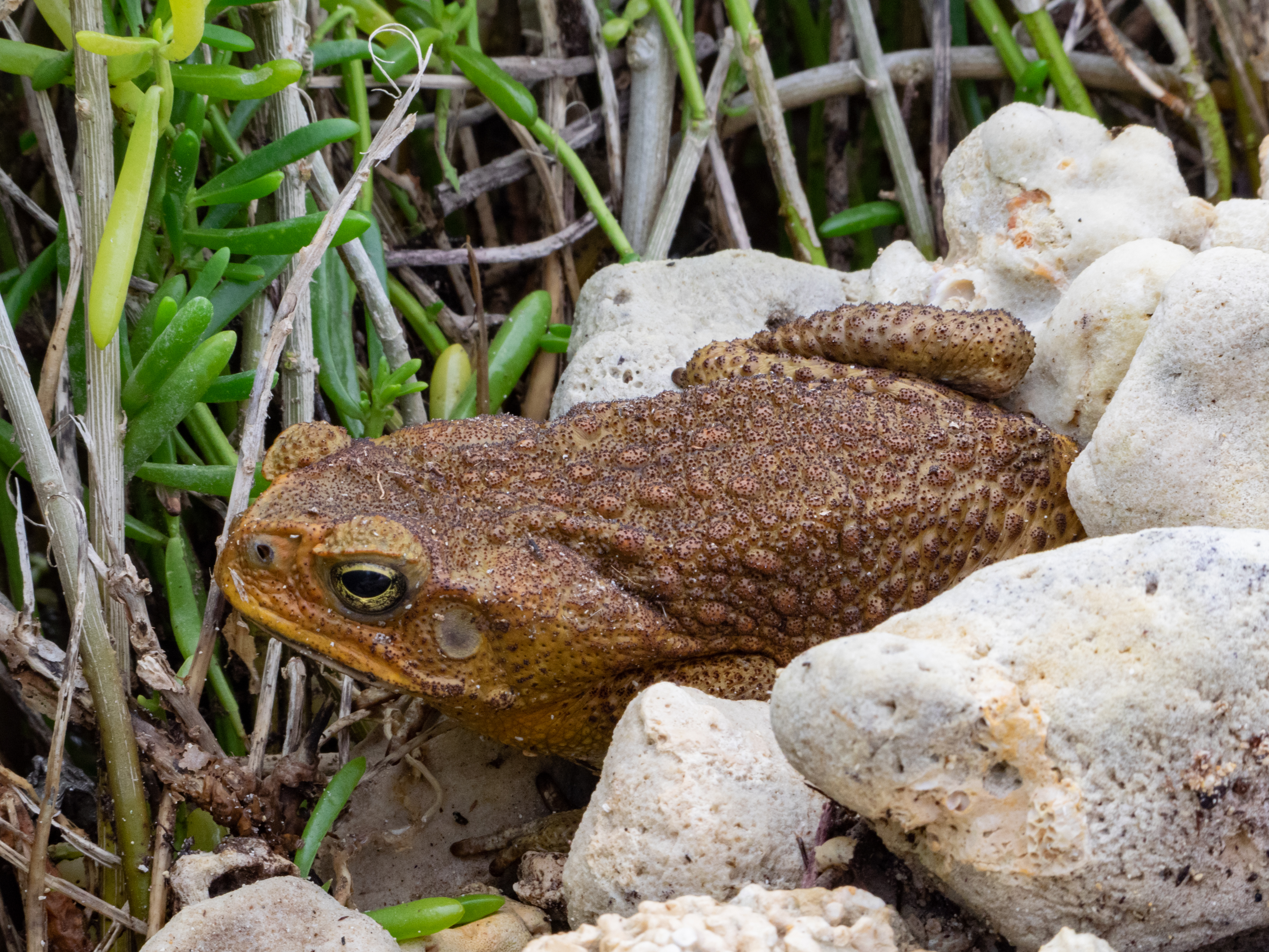 Cane Toad Cane Toad