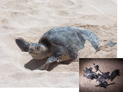 Olive Ridley Turtles.