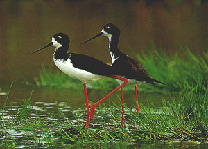 Black Necked Stilt.