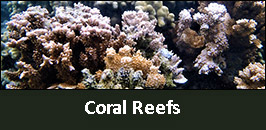 CoralReefs.jpg