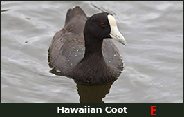 Photo of a Hawaiian Coot