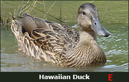 Photo of a Hawaiian Duck