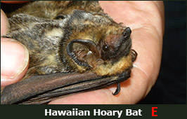 Photo of a Hawaiian Hoary Bat