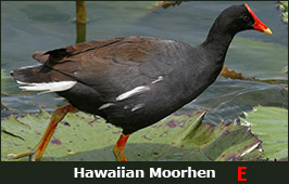 Photo of a Hawaiian Moorhen