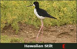 Photo of a Hawaiian Stilt