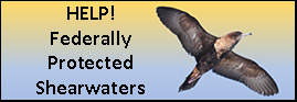 Help! Federally Protected Shearwaters