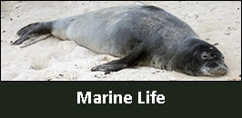 MarineLife.jpg