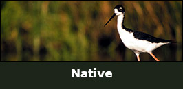 Native.jpg