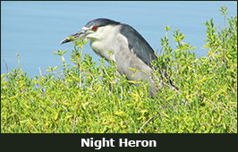 Photo of a Night Heron