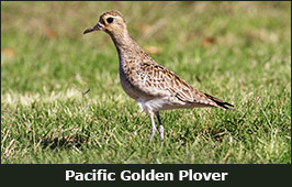 Photo of a Pacific Golden Plover