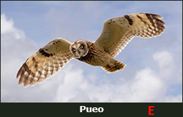 Photo of a Pueo