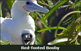 Photo of a Red-footed Booby