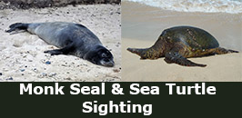 Photo of a Monk Seal and Sea Turtle.