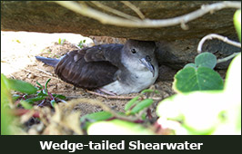 Photo of a Wedge-tailed Shearwater