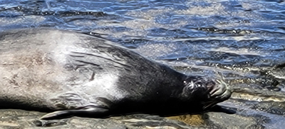Monk Seal at North Beach, MCBH