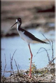 Ae’o - (Endangered Hawaiian Stilt) - Photo Courtesy of R. Shallenberger