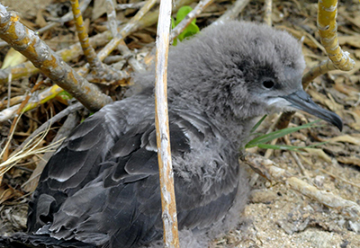 Wedge-tailed Shearwater.