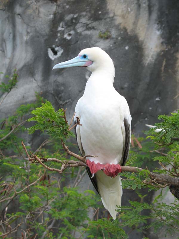 Red Footed Booby.