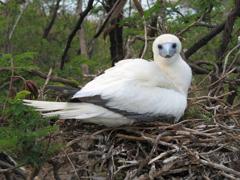 Red Footed Booby.