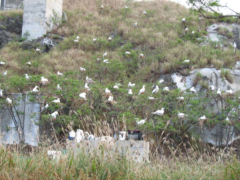 Red Footed Boobies.
