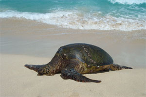 Green Sea Turtle.
