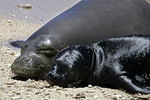 Monk Seals.