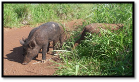 Feral pigs Feral pigs