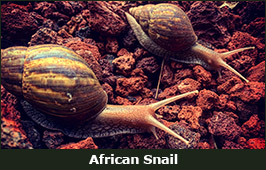 Photo of African Snails