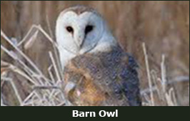Photo of a Barn Owl
