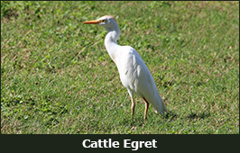 Photo of a Cattle Egret