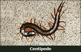 Photo of a Centipede