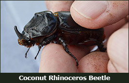 Photo of a Coconut Rhinoceros Beetle