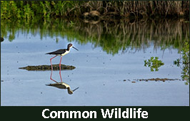 Common Wildlife