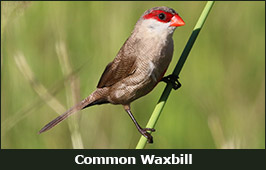 Photo of a Common Waxbill