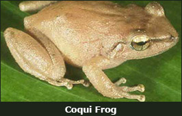 Photo of a Coqui Frog