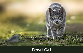 Photo of a feral cat