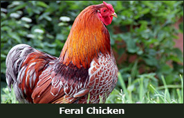 Photo of a Feral Chicken