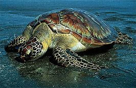 Photo of a Hawaiian Green Turtle.