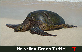 Photo of a Hawaiian Green Turtle