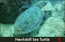 Photo of a Hawksbill Sea Turtle