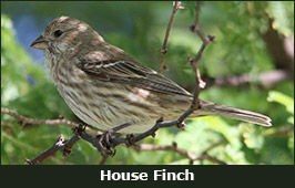 Photo of a House Finch