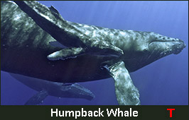 Photo of a Humpback Whale