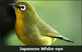 Photo of a Japanese White-eye