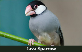 Photo of a Java Sparrow