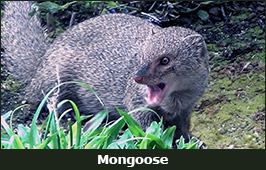 Photo of a Mongoose